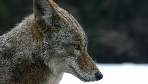 coyote coyote