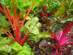 Bright lights chard - seed now for a fall crop