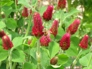 crimson clover