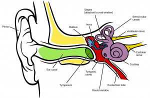 An ear is the organ that enables hearing and body balance