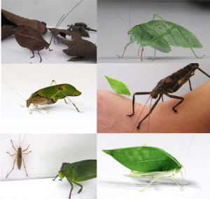 Six different species of katydids are being shown Six different species of katydids are being shown