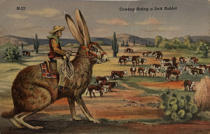 Jackrabbit postcard