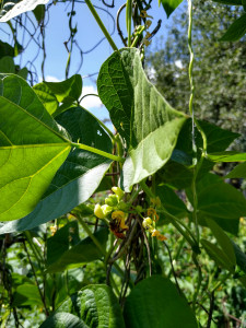 honey bee pollinates green bean blossom