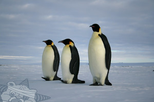 Three emperor penguins wander across the ice, on which has been placed a Self Help Radio logo.