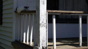 A tired kitty with a Self Help Radio logo on the porch where she's sleeping.