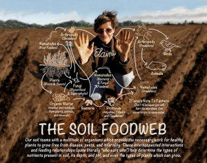 Photo courtesy of soilfoodweb.com