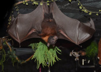 Bat World Sanctuary
