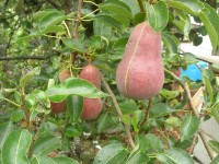 Red Bartlett pear