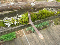 grape vine after pruning