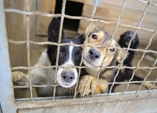 America's Animal Shelter Crisis | KBOO