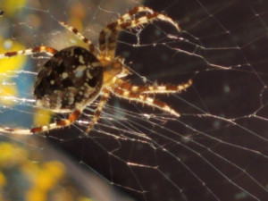 What a tangled web we weave What a tangled web we weave