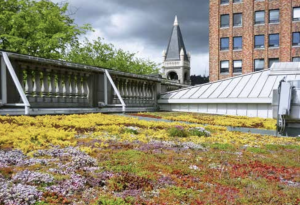 Eco Roof in Downtown Portland