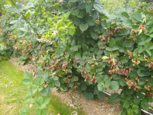thornless blackberry Triple crown thornless blackberry Triple crown