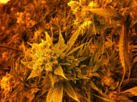Flower under lights