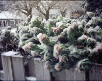 Ice in Portland Dec 13, 2022 Ice in Portland Dec 13, 2022
