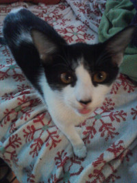 meow. meow.